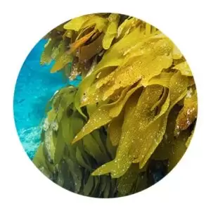 مواد اولیه محصولات تارت